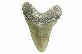 Serrated, Fossil Megalodon Tooth - North Carolina #367919-2